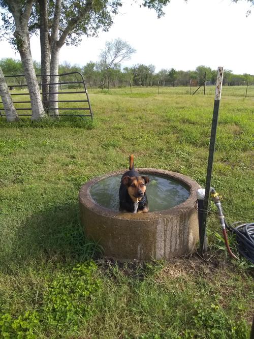 Cool animals: Ren taking dip