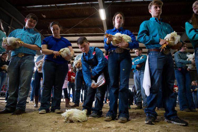 Opening day of livestock show brings excitement, nerves out of kids ...