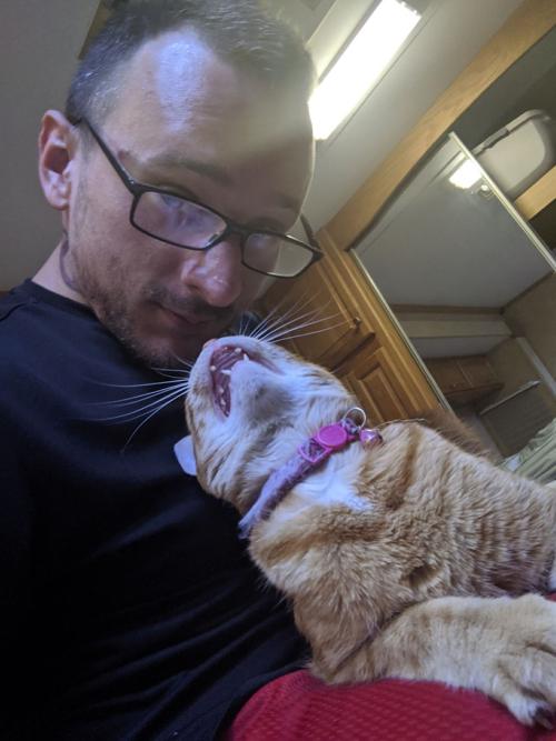 Cat selfies: Kitty Kat