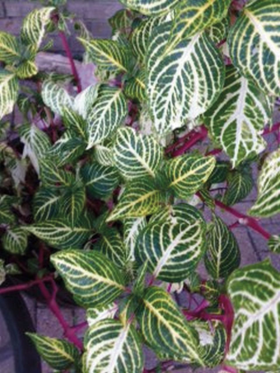 Iresine Make Striking Beefsteak For Landscapes Home And