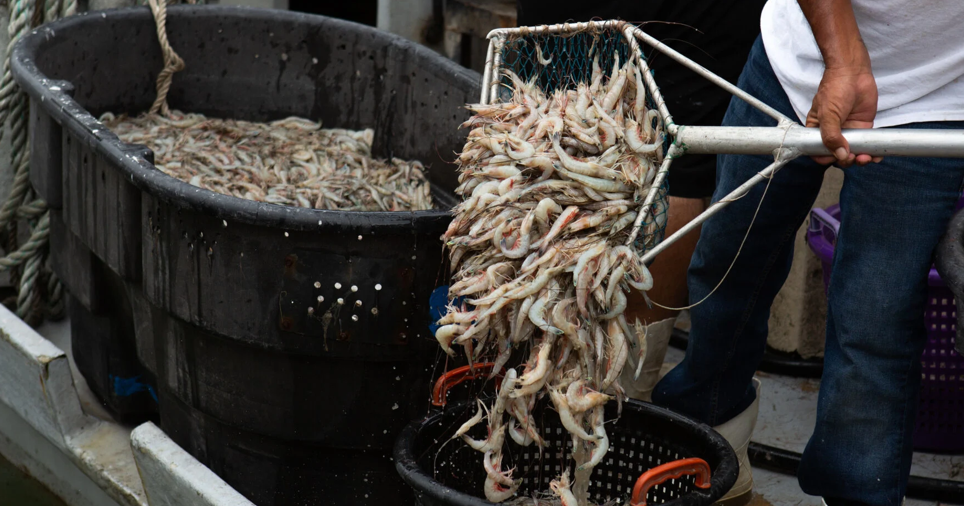 Lawmakers, coastal shrimpers battle to become significant again