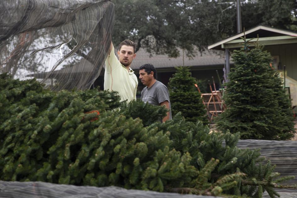 Trees Fly Off Victoria Lots As High Christmas Tree Demand Continues Agriculture Victoriaadvocate Com