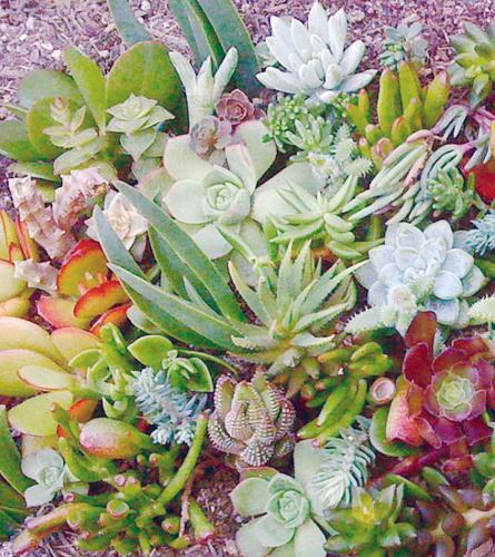 Burlap Cactus Succulent Decor: How to Make Your Own Plant Project