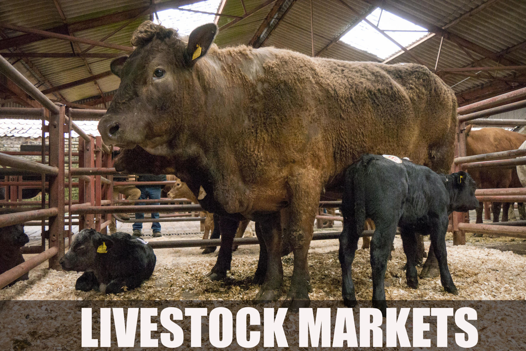 Livestock Markets For Dec. 28 - Jan. 4 | News | Victoriaadvocate.com