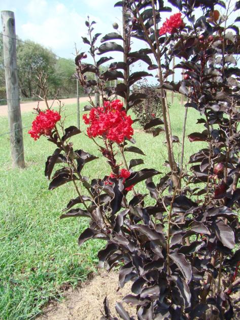 Black Diamond Crape Myrtle Comes In Five Colors Home And Garden Victoriaadvocate Com
