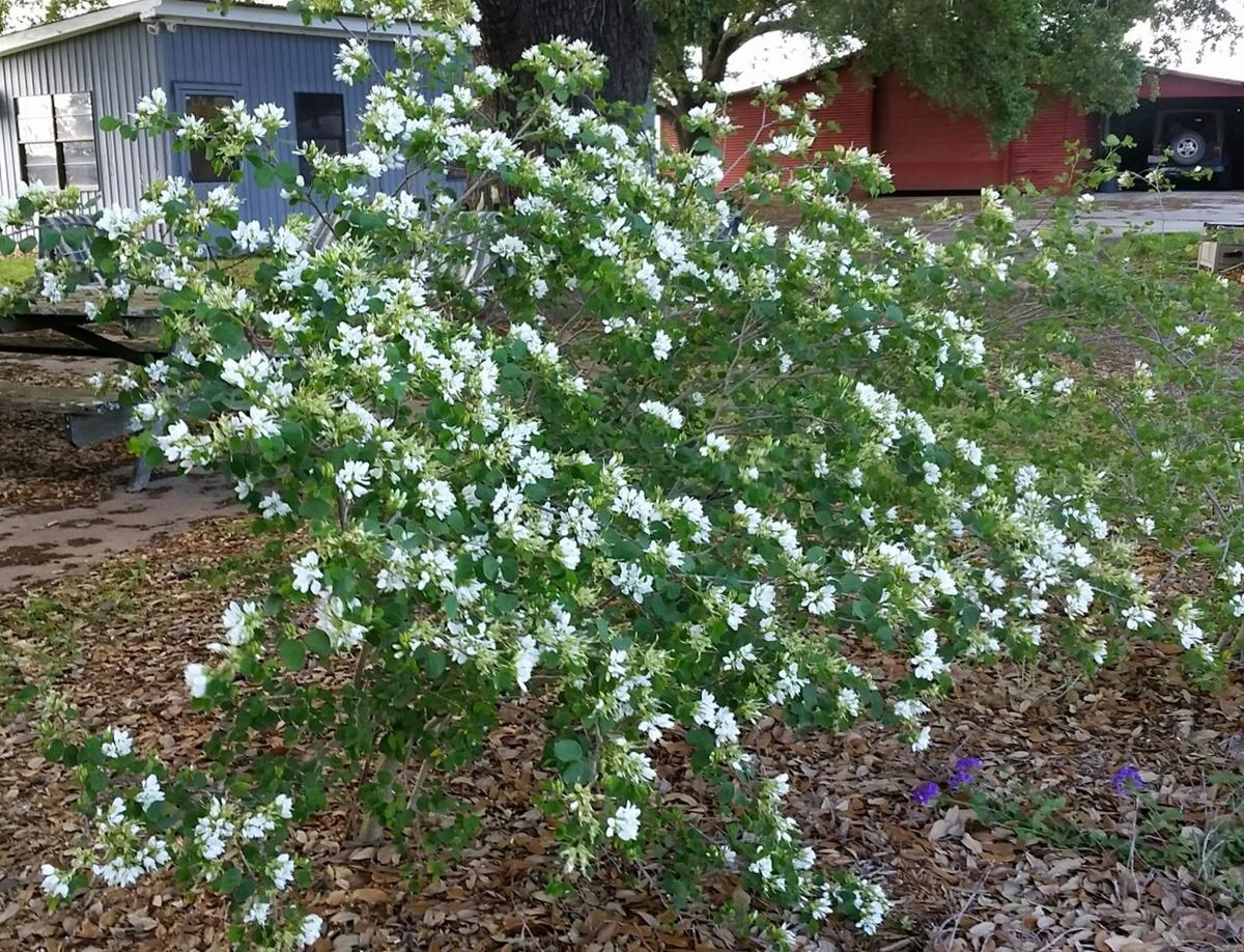Small Trees Big Impact Home And Garden Victoriaadvocate Com