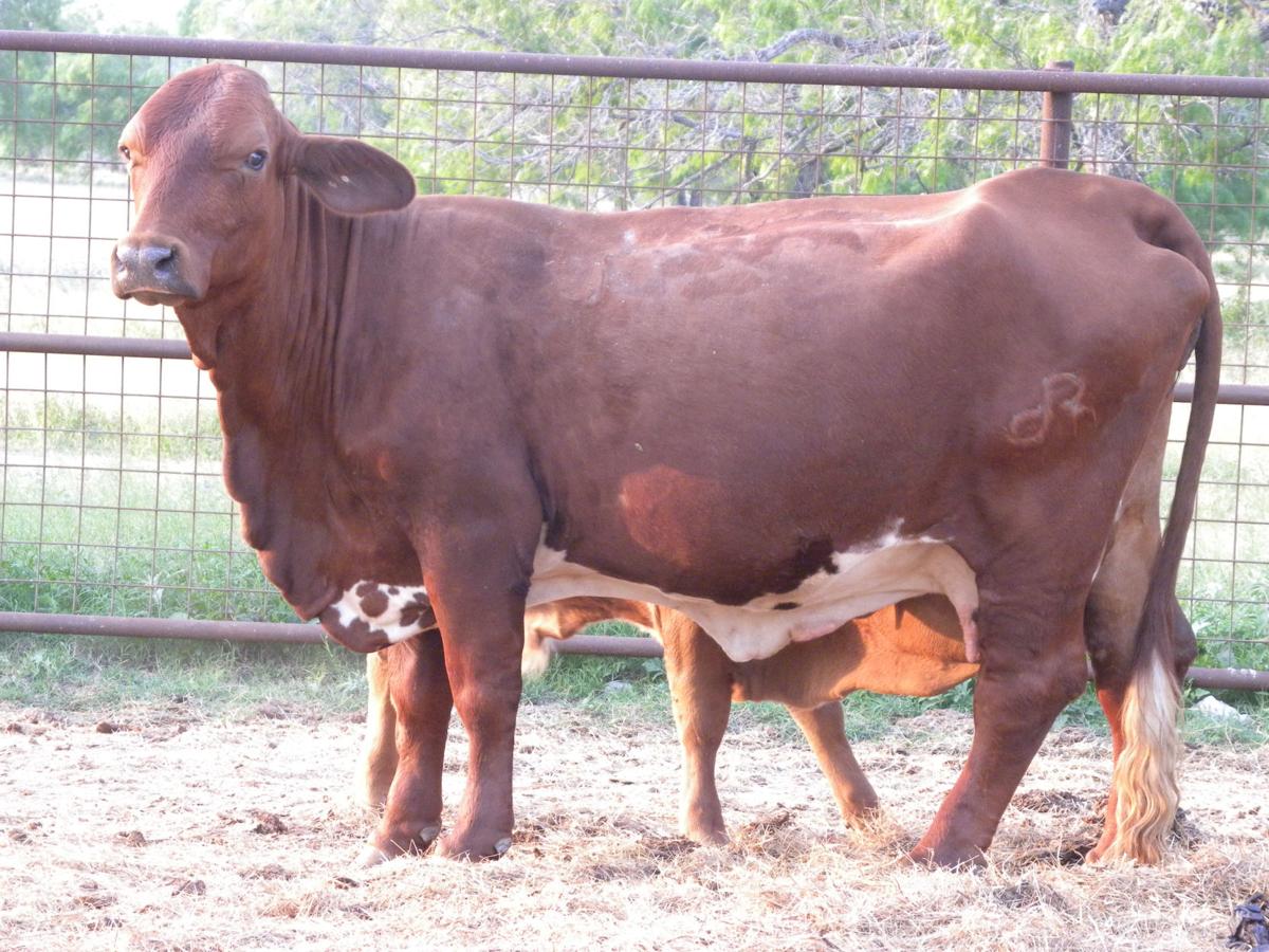 Cow With Better Body Condition Has Stronger Calving Process