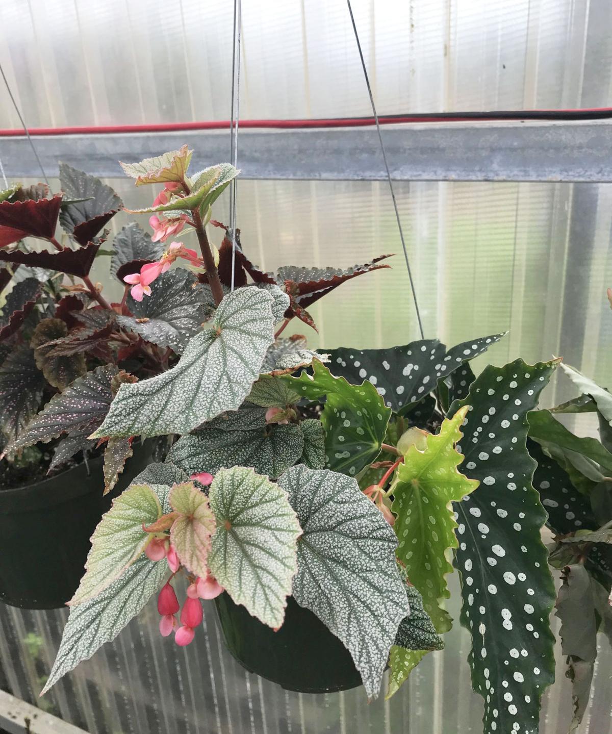 Come early to plant sale for best selections Home And Garden