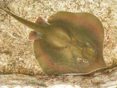 Master Naturalists: Stingrays are nothing to play with