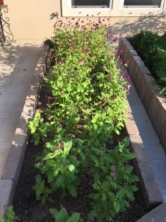 Gardens: Flower/Vegetable Garden