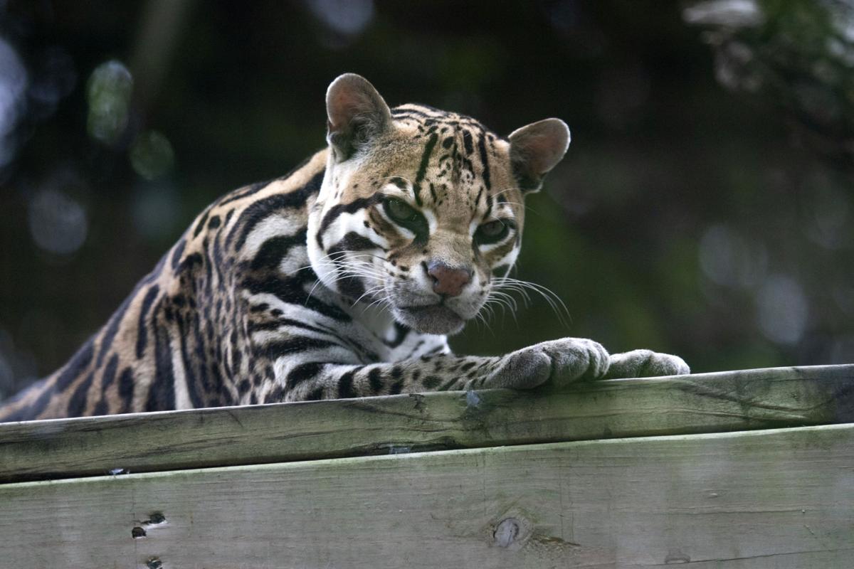 Texas Zoo Delays Reopening Covid 19 Victoriaadvocate Com