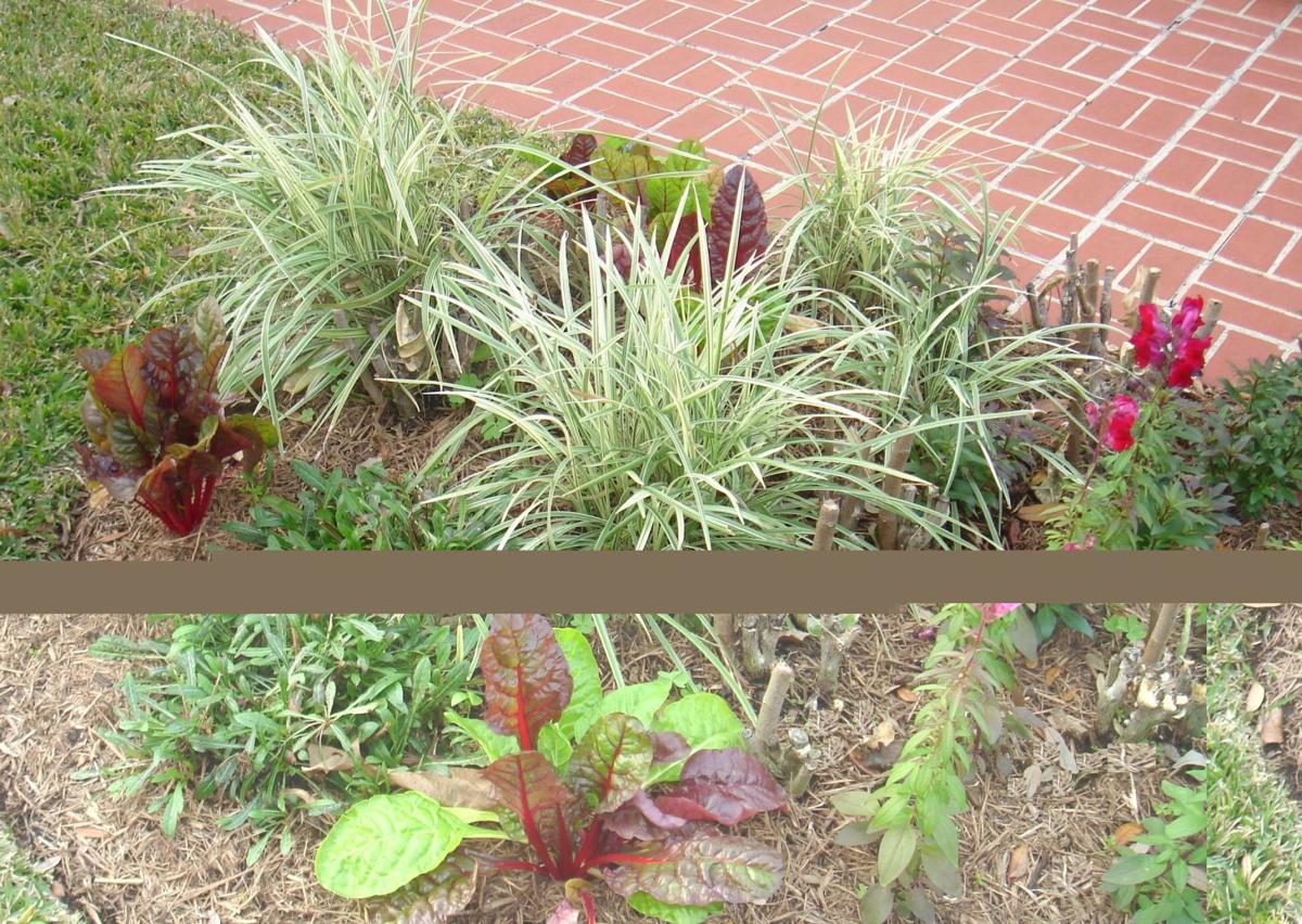 Late Winterizing Chores In The Landscape Local News