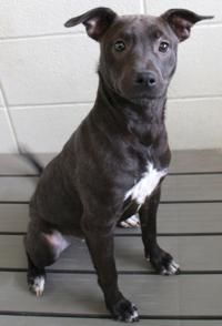 Pets Victoriaadvocate Com