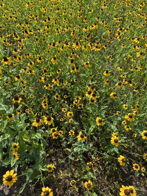 Wildflowers 2021