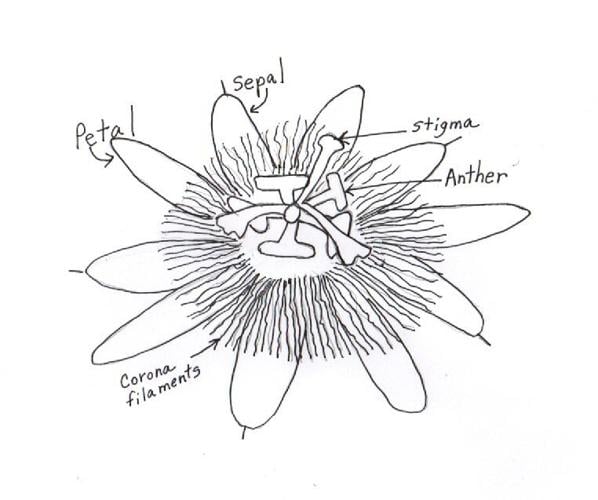 passion flower drawing