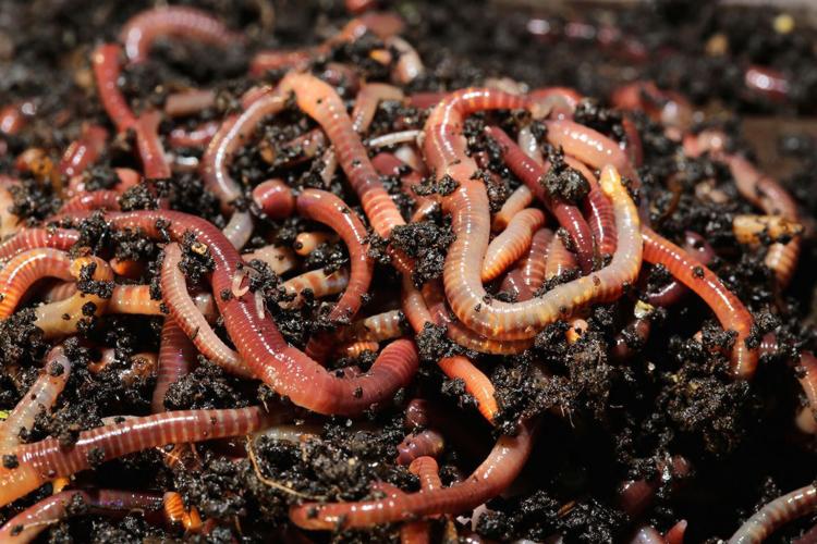 Mania Tålmodighed jug In vermicomposting, worms do the work of composting | Home And Garden |  victoriaadvocate.com