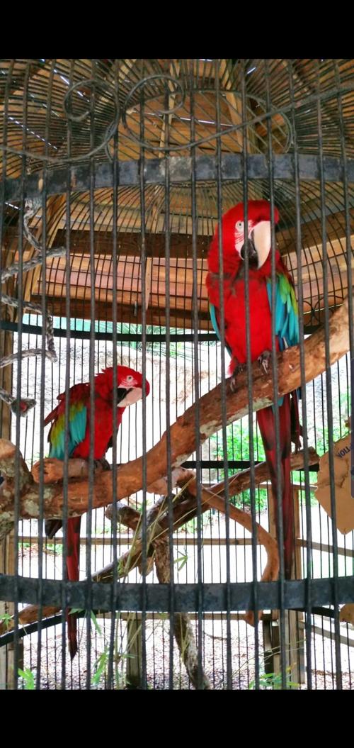 Parrots