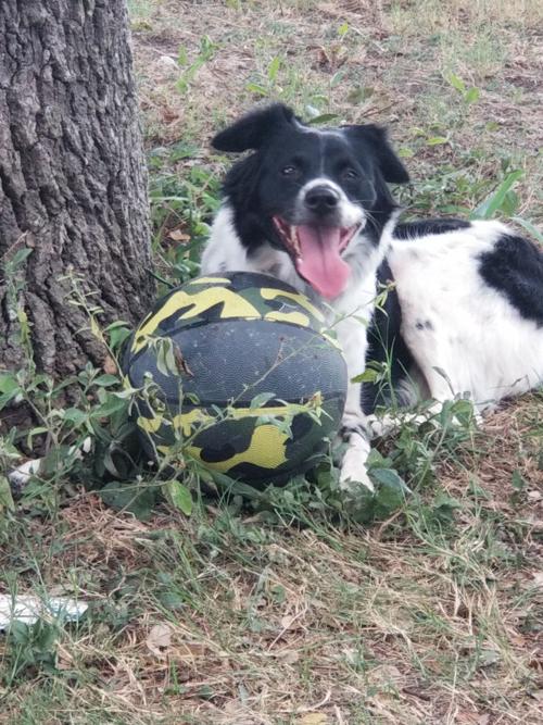 Owner-dog selfies: Patches Loves To Play