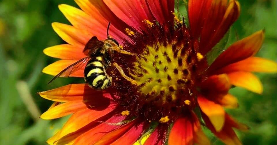 Master Gardeners: 2022 Texas Wildflower of the Year | Home And Garden