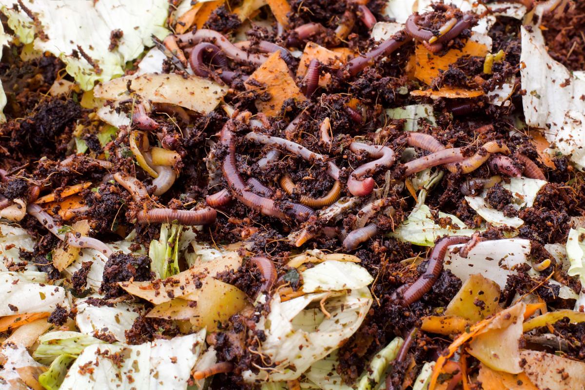 In vermicomposting, worms do the work of composting Biology Diagrams