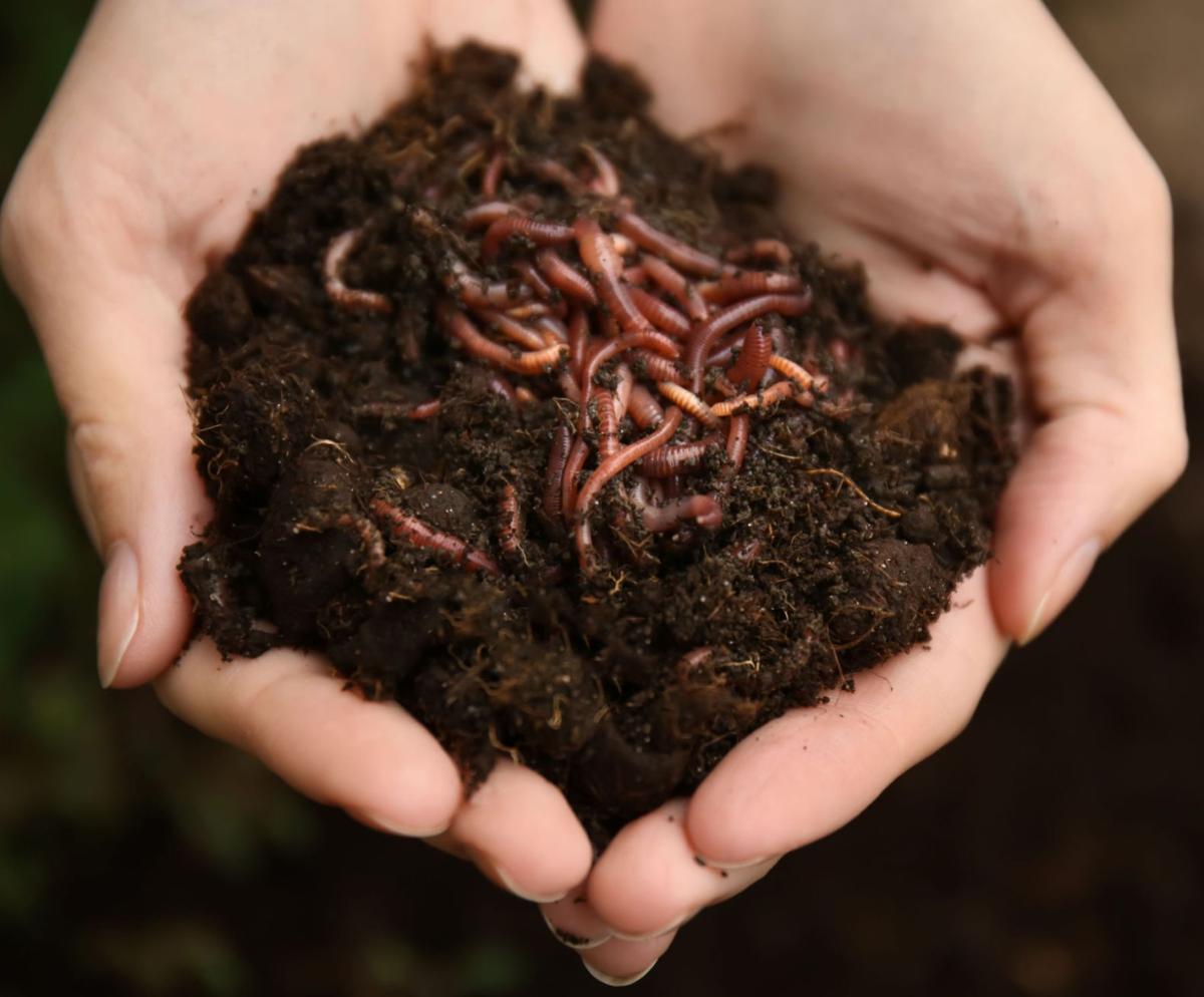 In worms do the work of composting Home And Garden