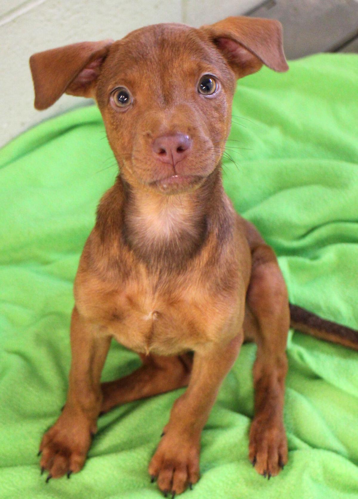 Pets Of The Week Hilda Gets Along Great With Other Dogs And Is Always Ready To Play Nonprofits Victoriaadvocate Com