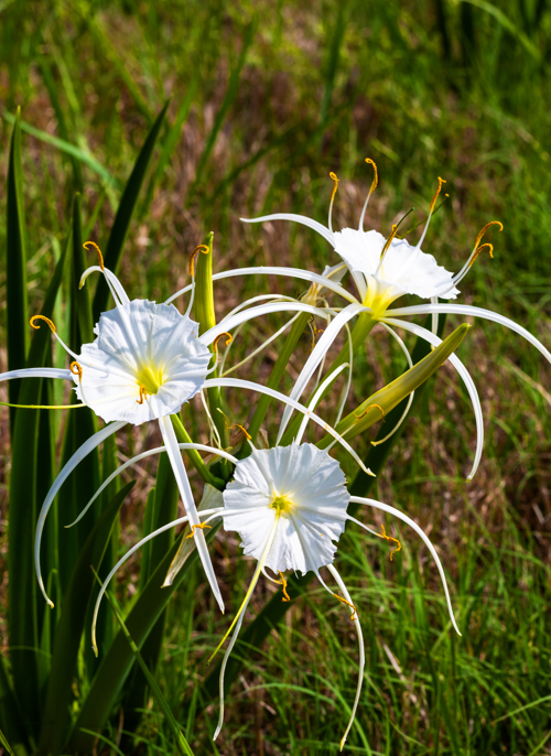 Wildflowers 2021