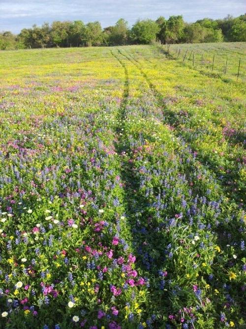Wildflowers 2021: Sarco