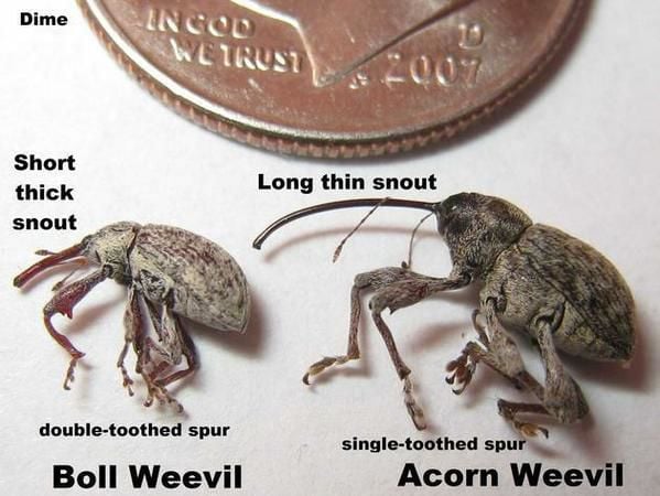 What is outlet boll weevil