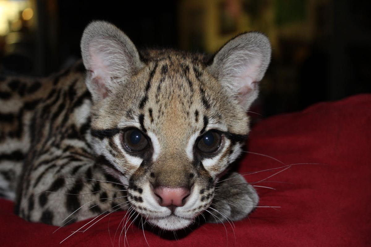 Texas Zoo Ocelot Ambassadors Increase Awareness Of Wild