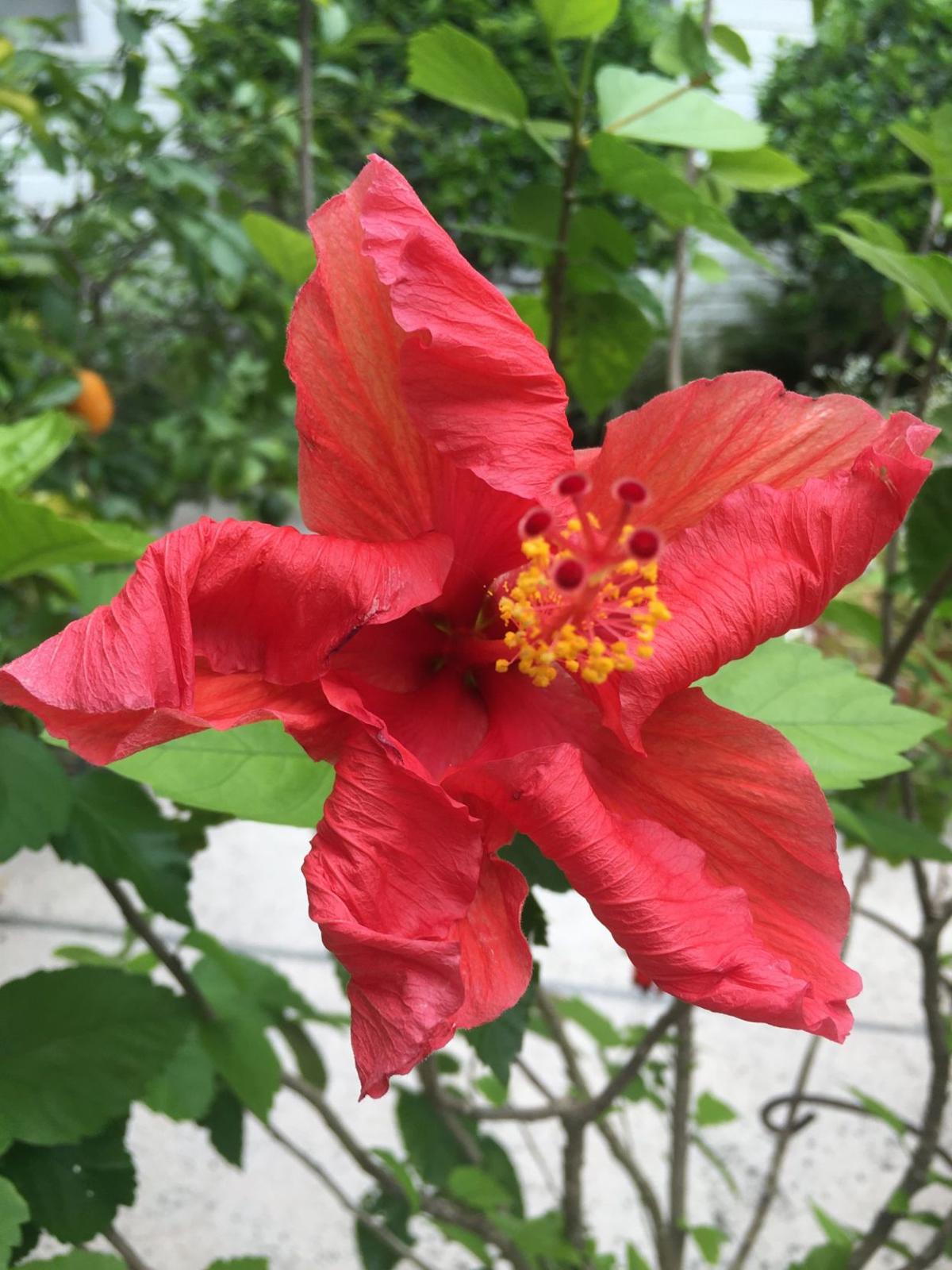 My Chinese Lantern Hibiscus A Beautiful Frilly Surprise Home And Garden Victoriaadvocate Com