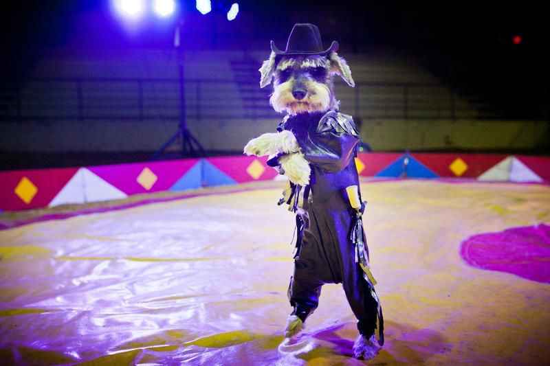 Lewis And Clark Circus Features Aerial Acts Performing Dogs Wvideo