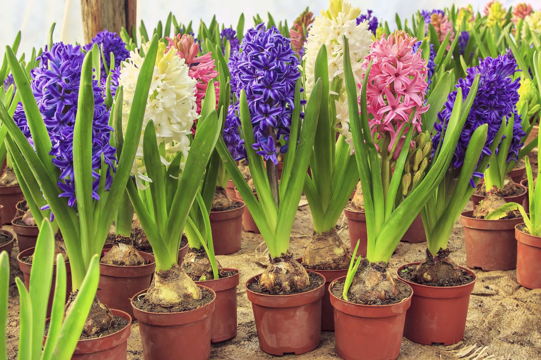Hyacinths Signal Spring Home And Garden Victoriaadvocate Com