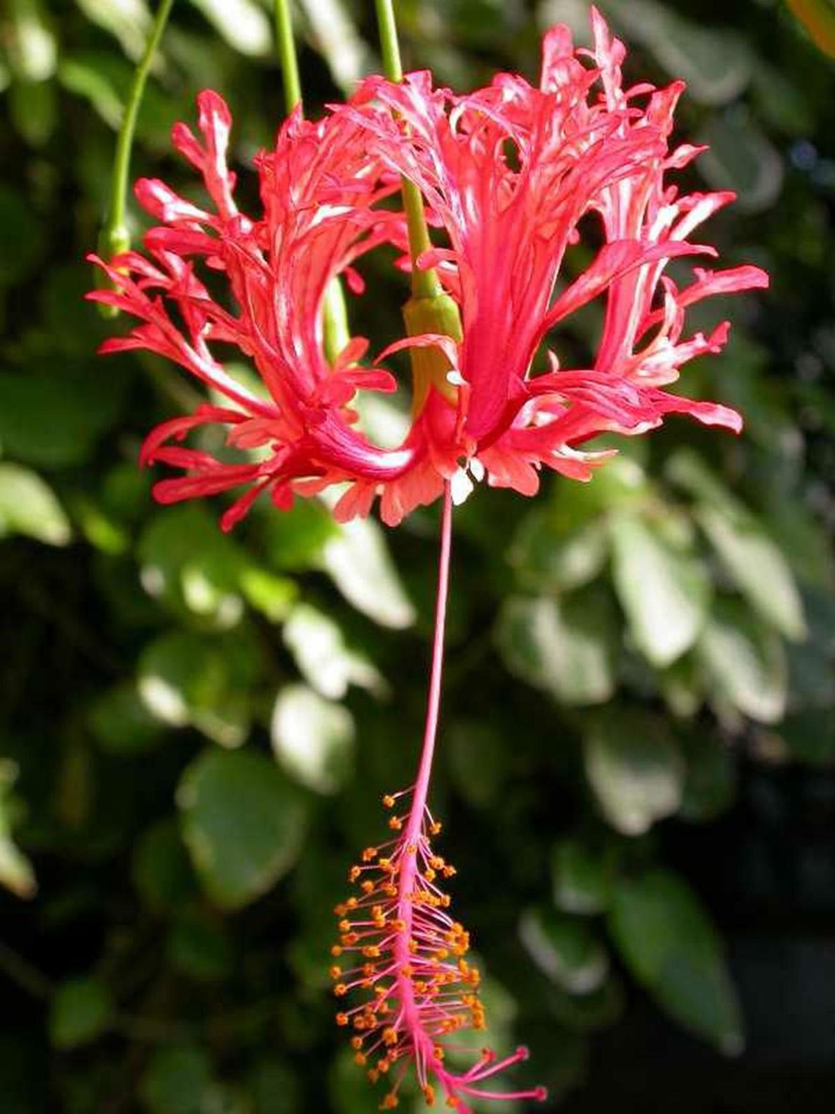 My Chinese Lantern Hibiscus A Beautiful Frilly Surprise Home And Garden Victoriaadvocate Com