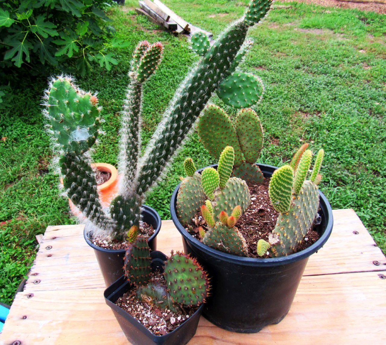 Propagate Cactus Cuttings To Beautify Your Landscape Home And Garden Victoriaadvocate Com