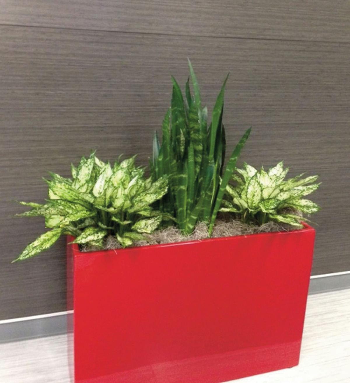 Atrium plants bring outdoors to indoor spaces Home And