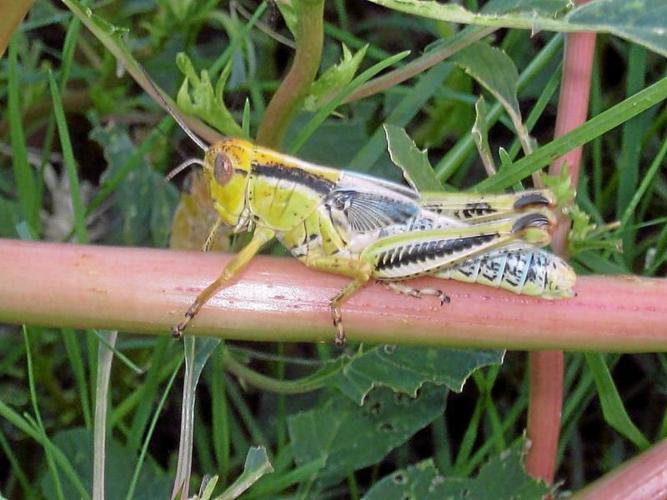 Semaspore Grasshopper Bait