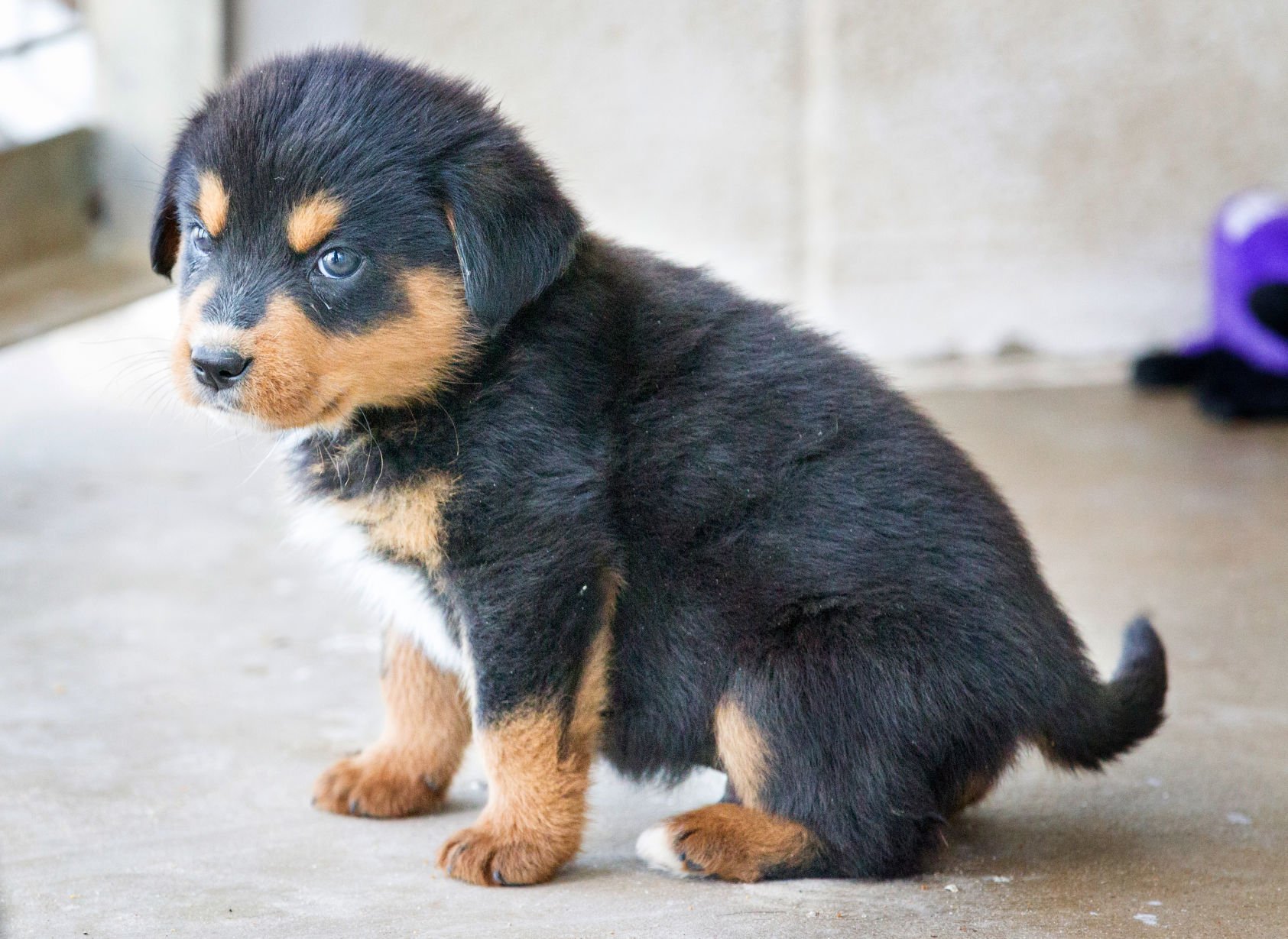 Calhoun county dog sales pound