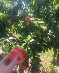Peach Tropic Snow Victoriaadvocate Fruit Trees More Will Be Available At Upcoming Victoria County Master Gardeners Fall Plant