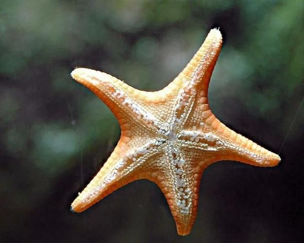 ZOO-ology column: Starfish are not fish, Entertainment