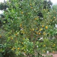 Master Gardeners: Bring on the kumquats | Home And Garden