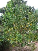Master Gardeners: Bring on the kumquats