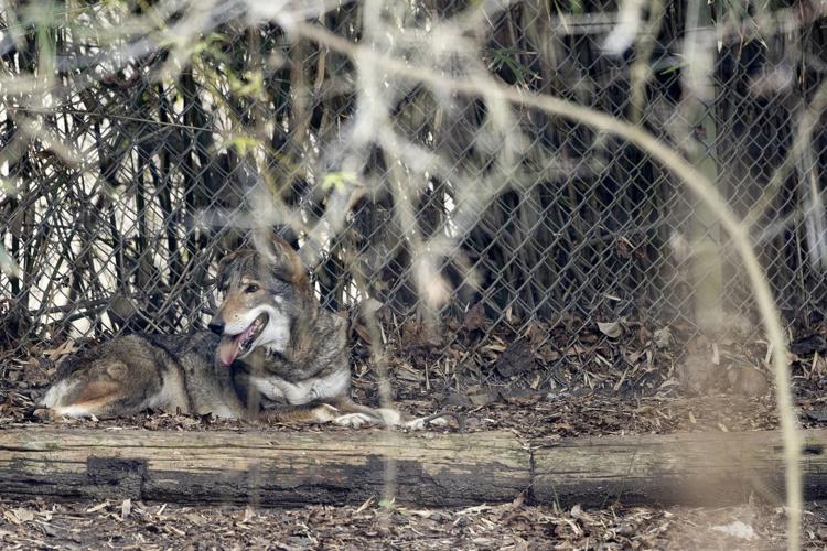 Texas Zoo takes leap toward red wolf conservation efforts, Features
