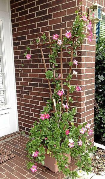 Gardeners Dirt Superstar Plant Offers A Variety Of Exciting