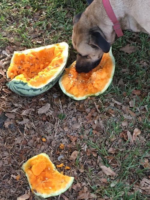 Cool animals: Danny stays cool eating homegrown watermelon