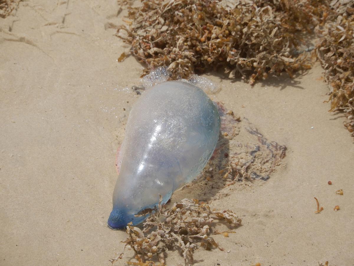 Portuguese Man Of War Washing Up Along The Texas Shore Local News Victoriaadvocate Com