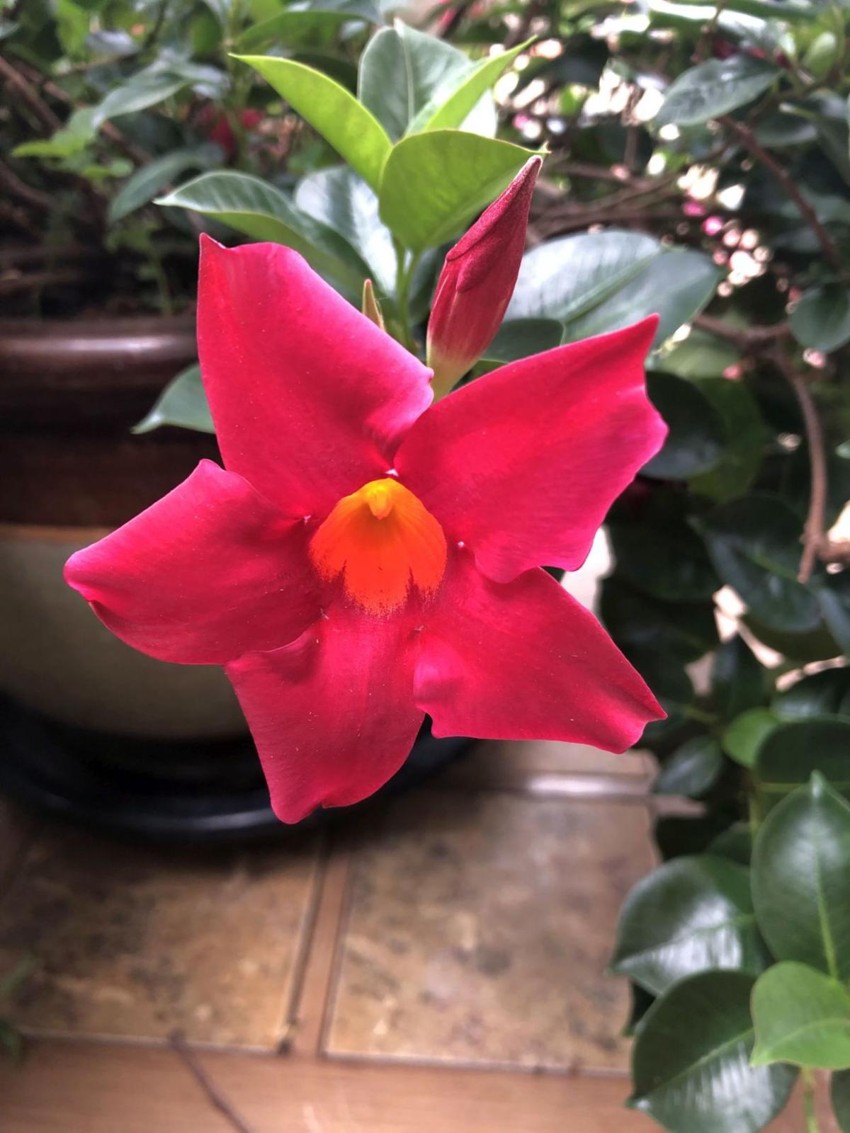 Mandevilla For Mother S Day Home And Garden Victoriaadvocate Com