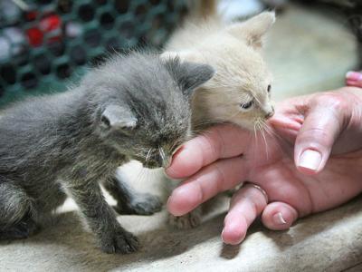 Community Rallies To Collect Pet Supplies In Name Of Fire Victim Local News Victoriaadvocate Com
