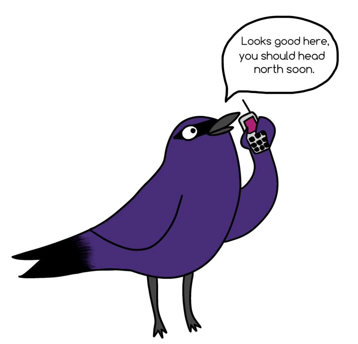 Get Out Your Houses Gourds It S Purple Martin Time Local News Victoriaadvocate Com