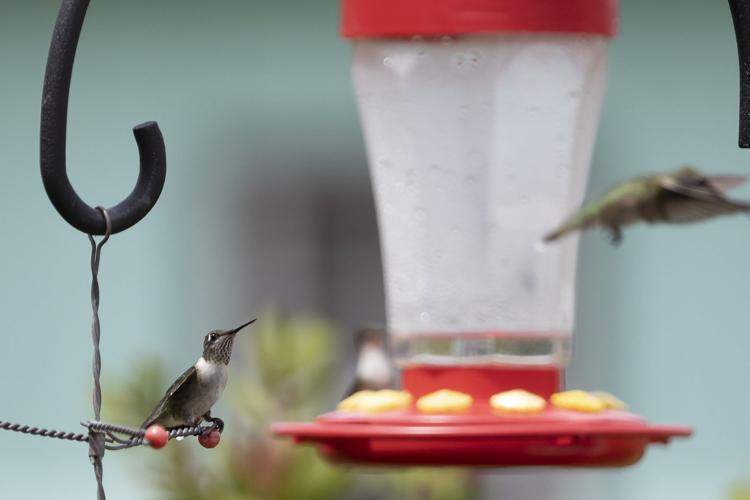 Folks flock to Rockport for hummingbird migration Local News